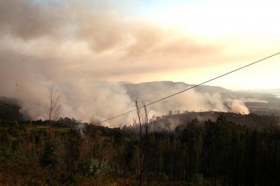 Bloco quer prevenir já os incêndios florestais e reativar o Grupo de Análise e Uso do Fogo dissolvido pelo Governo num ano que se prevê difícil.