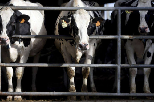 Vacas a serem transportadas vivas