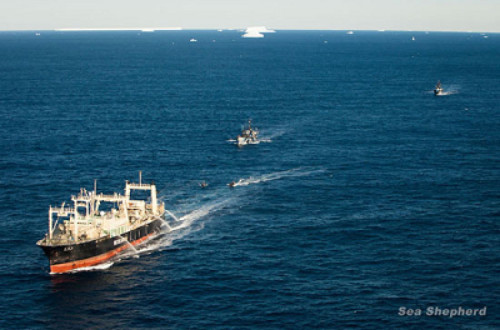 Os Barcos Bob Barker e Steve Irwin escoltam o Nisshin Maru para fora do santuário das baleias / Sea Shepherd Australia/Tim Watters