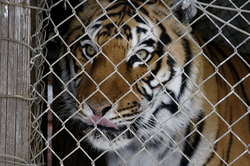 Tigre enjaulado. Foto de Braden Kowitz/Flickr.
