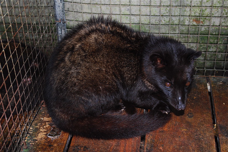 Civeta de palmeira asiática. Foto de Xevi V/Flickr.