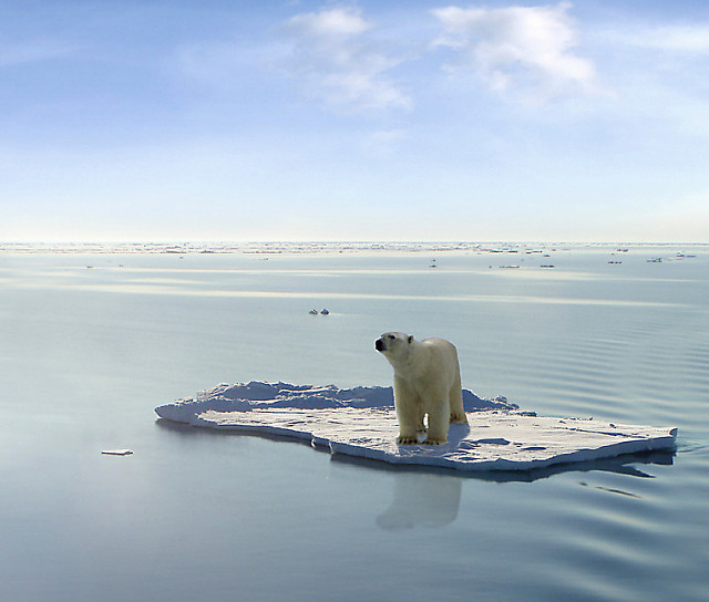 Urso polar num iceberg a derreter.