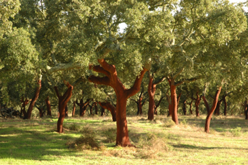 Montado de sobro - Foto Quercus
