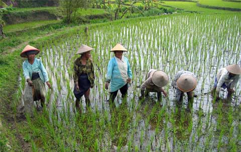 Campo de arroz na Indonésia. Foto de Kurnasawa, FlickR