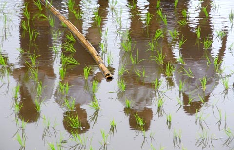 Plantação de arroz no Japão. Foto de wazdog, FlickR