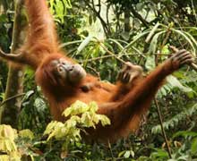 Orangotango de Sumatra, espécie em perigo crítico