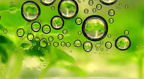 Em Abril, Sócrates acusava Louçã de estar "completamente enganado" ao ligar os biocombustíveis à crise alimentar. Foto jurvetson/Flickr