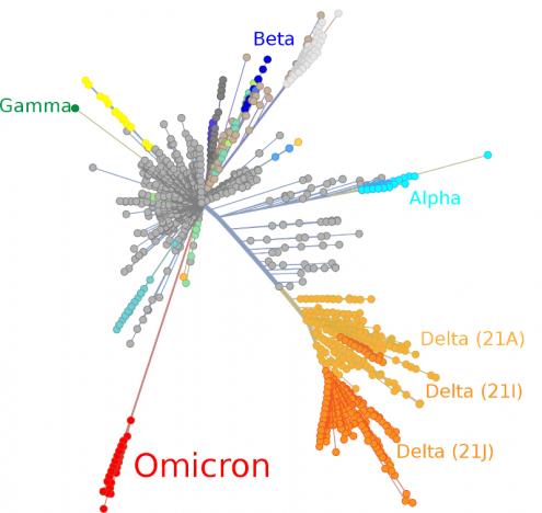 Omicron e outras variantes da SARS-CoV2 – imagem da wikipedia