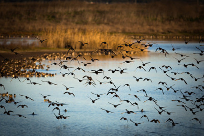 Aves no Estuário do Tejo.