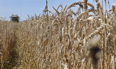 Agricultura. Foto de DEWEGGIS/Flickr.