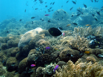 Peixes tropicais no Bornéu. Foto de William Warby/Flickr.