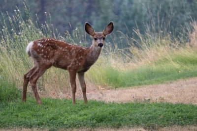 Gamo. Foto publicada pelo Bloco Açores.