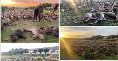 Imagem partilhada pelo grupo de caçadores responsável pelo abate dos 540 animais na Torre Bela.