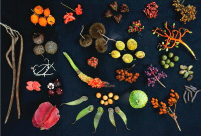 Foto de Christian Ziegler/PLOS.
