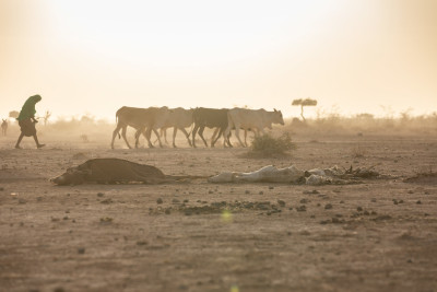 Uma mulher acompanha uma manada num terreno árido e onde se encontram os cadáveres de algumas vacas.