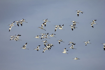 Aves nas Salinas de Alverca. Foto de Jorge Orge/Flickr.