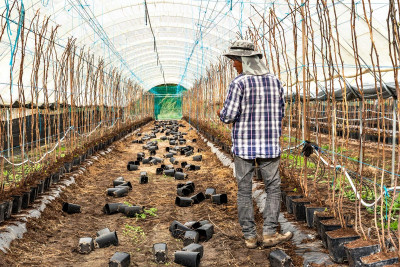 Trabalhador migrante numa estufa no Alentejo