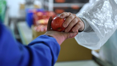Trabalhadores do setor frutícola