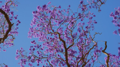 Jacarandá