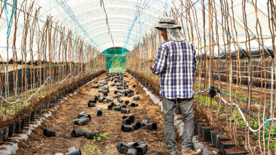 Imigrante nas estufas do Alentejo