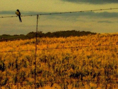 Andorinha. Por Tailana Infeld/Flickr.