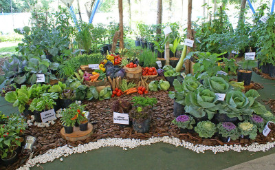 exposição de alimentos
