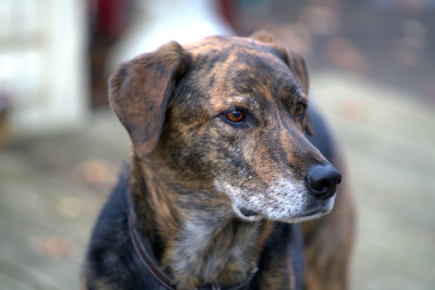 Cadela adotada. Foto de Danielle Brigida/Flickr.