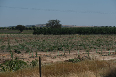 Alfundão. Foto do olival intensivo.