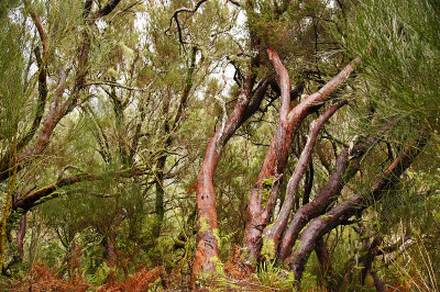 Paúl da Serra, Madeira. Foto de Allie_Caulfield/Flickr.