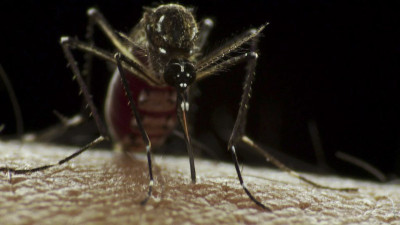 Aedes Aegypti. Foto de Sanofi Pasteur/Flickr.
