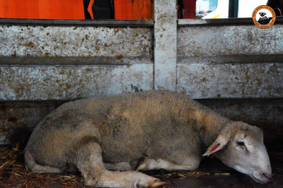 Transporte de Animais Vivos