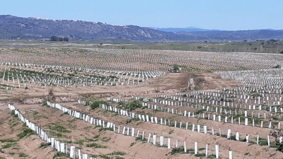 Idanha-a-nova: amendoal superintensivo é ameaça à saúde pública e ambiente