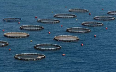 A sustentabilidade da aquacultura afigura-se como uma ilusão