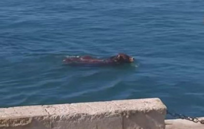 Boi caiu ao Sado - Foto de PATAV/Facebook