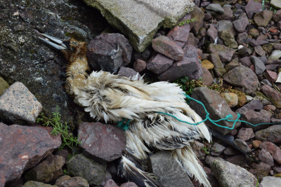 Para diminuir o número de aves afetadas, nomeadamente pelos materiais usados pelos pescadores, aconselha, “é necessária mais fiscalização por parte das autoridades”.