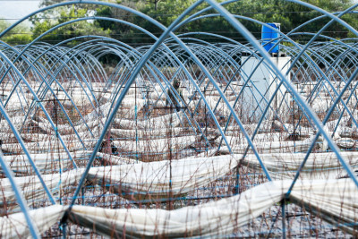 O processo protegia os proprietários agrícolas de forma extensa. Não só financiando os contentores como garantindo a aprovação dos pedidos caso a autarquia não respondesse em 15 dias. Foto de Luís Forra, Lusa.