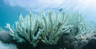O aumento da temperatura da água nos oceanos queima os corais que morrem, ficando brancos. Foto de Vlassoff Cay, via EPA/Lusa.