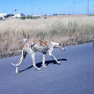 SOS Animal pede o fim das corridas de galgos