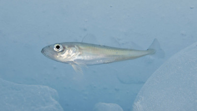 Espécies polares como este bacalhau do Ártico são mais sensíveis às mudanças de temperatura e disponibilidade de oxigênio. Crédito: Shawn Harper, Universidade do Alasca Fairbanks/NOAA