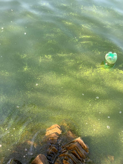 Poluição de algas em Vila Velha de Ródão - foto proTejo