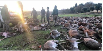Abate de animais na Quinta da Torre Bela arrasta-se há meses