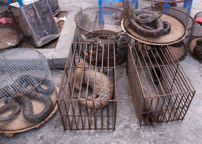 Mercado de espécies selvagens em Myanmar. Foto de Foto de Dan Bennet/wikimedia commons.