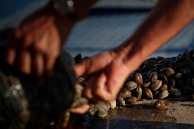 Um elemento da GNR corta uma saca de ameijoas para atirar ao Rio Tejo após ter sido intercetada uma carrinha onde foi encontrada uma carga de 818 Kg de ameijoa ilegal, no Samouco.