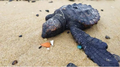 Tartaruga afetada pelo derramamento de crude. Foto da Associação do Município de Sharon/Twitter.