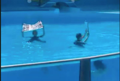 Dois ativistas entraram este domingo no tanque dos golfinos do Zoomarine em Albufeira