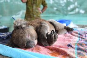 Incendiários não são a principal causa dos fogos, diz polícia australiana