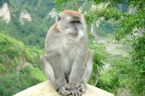 Macaco-cinomolgo. Foi nesta espécie que os investigadores primeiro encontraram este vírus. Isso não significa que a "varíola dos macacos" tenha como hóspede principais este animal. Foto de Sakurai Midori/wikimedia commons.