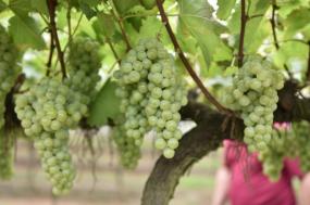 Em Portugal continental, é nas regiões demarcadas mais a norte que se registam as maiores perdas.
