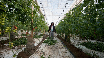 Trabalhador numa estufa de tomates.