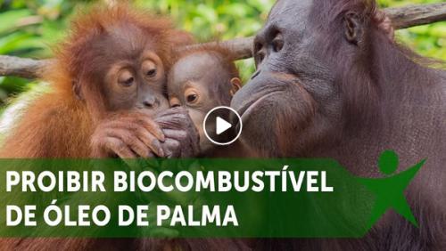 Proibir biocombustível de óleo de palma